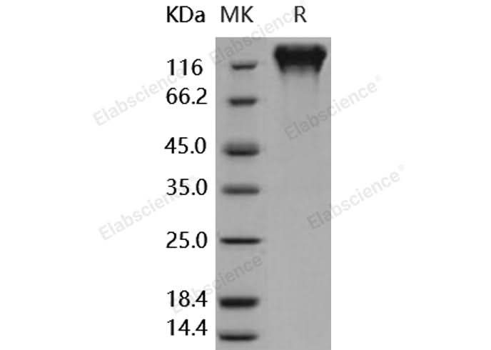 > 97 % as determined by reducing SDS-PAGE.