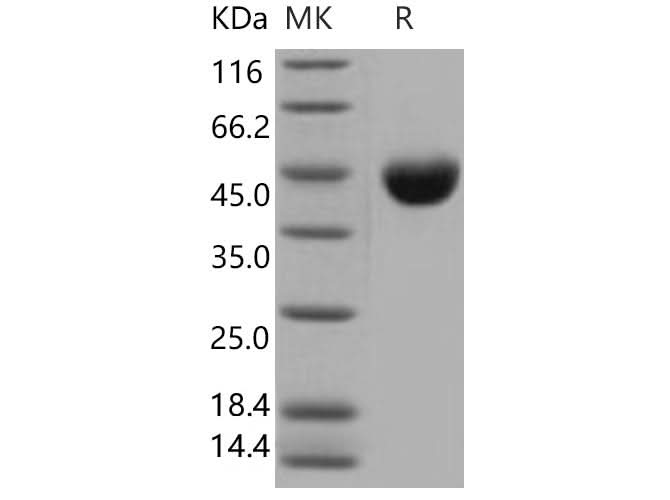 > 98 % as determined by reducing SDS-PAGE.