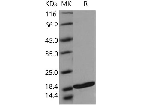 > 97 % as determined by reducing SDS-PAGE.