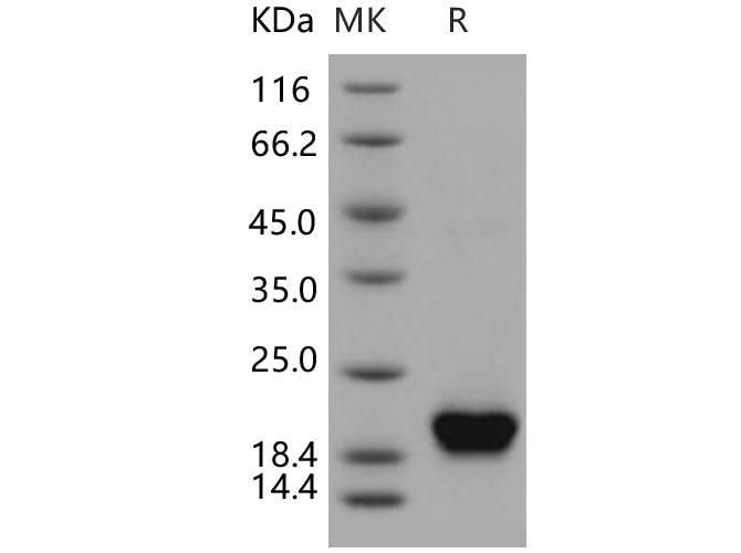 > 97 % as determined by reducing SDS-PAGE.