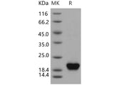 > 97 % as determined by reducing SDS-PAGE.