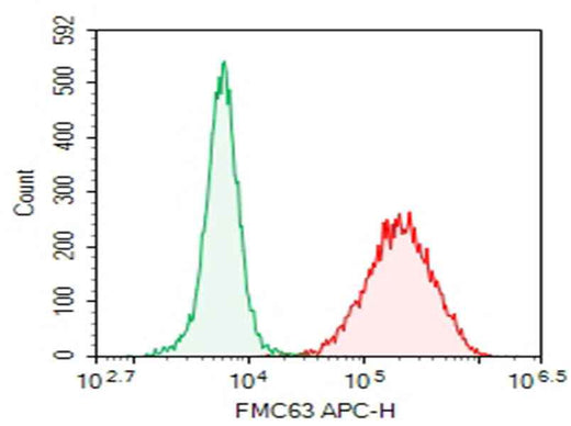 Anti-FMC63 Antibody [DA001] - ABMIUM