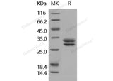 > 97 % as determined by reducing SDS-PAGE.