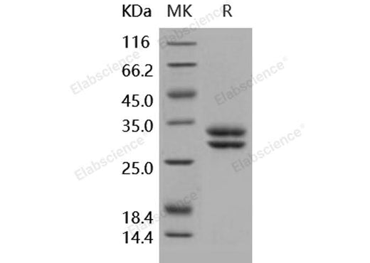 > 97 % as determined by reducing SDS-PAGE.