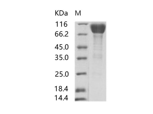 > 95 % as determined by reducing SDS-PAGE.
