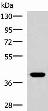 Western blot analysis of HepG2 cell lysate using PLPPR5 Polyclonal Antibody at dilution of 1:1500