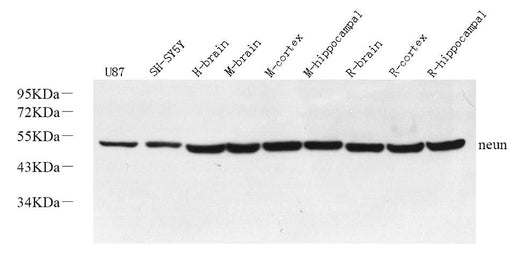 Western Blot analysis of various samples using RBFOX3 Polyclonal Antibody at dilution of 1:1000.