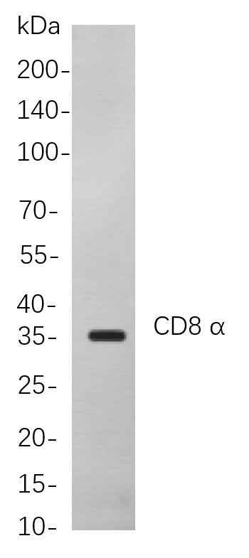 Anti-Human/Mouse/Rat CD8 α Antibody [B838] - ABMIUM