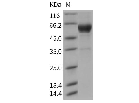 > 85 % as determined by reducing SDS-PAGE.