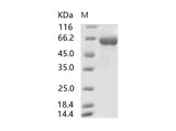 > 95 % as determined by reducing SDS-PAGE.