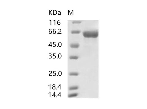 > 95 % as determined by reducing SDS-PAGE.
