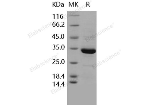 > 98 % as determined by reducing SDS-PAGE.