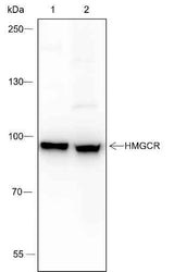 Anti-Human/Mouse HMGCR Antibody [A254]