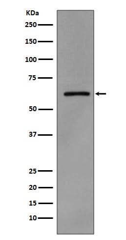 Anti-Phospho-Src (Y419) Monoclonal Antibody Boster Bio