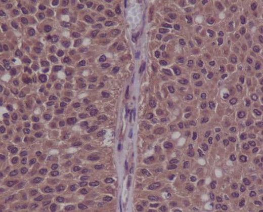 Anti-Phospho-CDK2 (Y15) Rabbit Monoclonal Antibody Boster Bio
