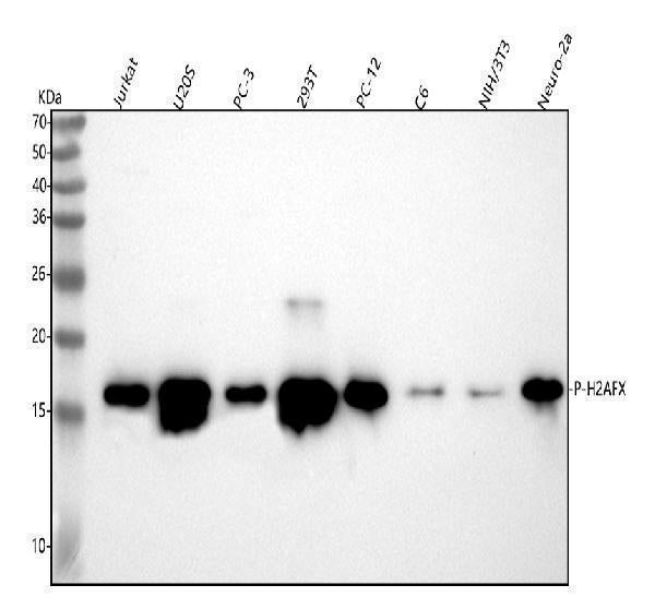Anti-Phospho-Histone H2A.X (S139) H2AFX Monoclonal Antibody Boster Bio
