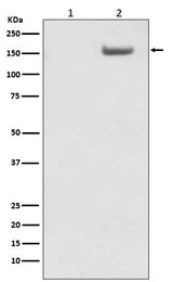 Anti-Phospho-SMC1 (S957) Monoclonal Antibody Boster Bio