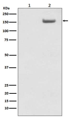 Anti-Phospho-SMC1 (S957) Monoclonal Antibody Boster Bio