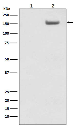 Anti-Phospho-SMC1 (S957) Monoclonal Antibody Boster Bio