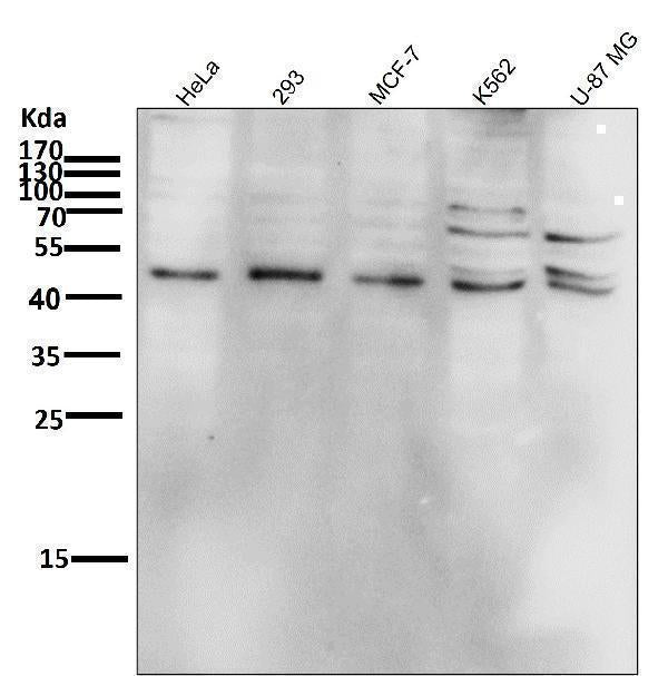 Anti-Phospho-JNK1/2/3 (T183+T183+T221) MAPK8 Monoclonal Antibody Boster Bio