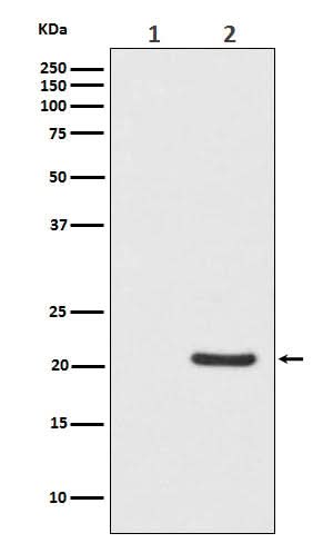 Anti-Phospho-Bad (S112) Monoclonal Antibody Boster Bio