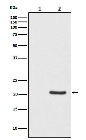 Anti-Phospho-Bad (S112) Monoclonal Antibody Boster Bio