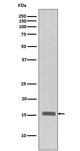 Anti-Phospho-Histone H3 (T3) H3F3A Monoclonal Antibody Boster Bio