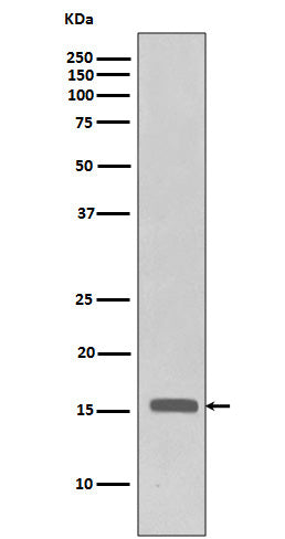 Anti-Phospho-Histone H3 (T3) H3F3A Monoclonal Antibody Boster Bio