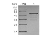 > 90 % as determined by reducing SDS-PAGE.