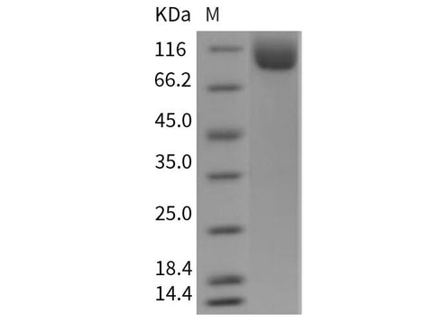 > 97 % as determined by reducing SDS-PAGE.