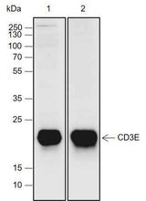 Anti-Mouse CD3E Antibody [A713]