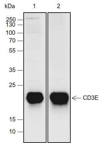 Anti-Mouse CD3E Antibody [A713]