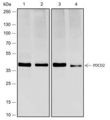 Anti-Human/Rat/Mouse PDCD2 Antibody [A491]