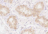 Anti-Human AMH Antibody [B209]