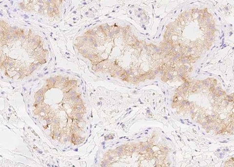 Anti-Human AMH Antibody [B209] - ABMIUM