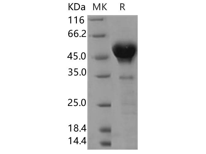 > 90 % as determined by reducing SDS-PAGE.