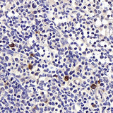 Immunohistochemistry analysis of paraffin-embedded rat lymph node using BAG2 Polyclonal Antibody at dilution of 1:400.