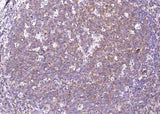 Anti-Human SLAMF1 Antibody [B272]