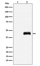 Anti-HA-Tag Mouse Monoclonal Antibody Boster Bio