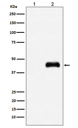Anti-HA-Tag Mouse Monoclonal Antibody Boster Bio