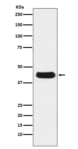 Anti-V5-tag Mouse Monoclonal Antibody Boster Bio