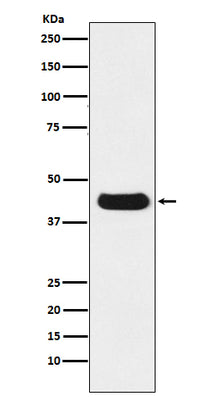 Anti-V5-tag Mouse Monoclonal Antibody Boster Bio