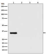 Anti-Renilla Luciferase Rabbit Monoclonal Antibody Boster Bio