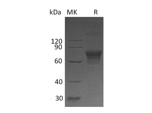 > 90 % as determined by reducing SDS-PAGE.