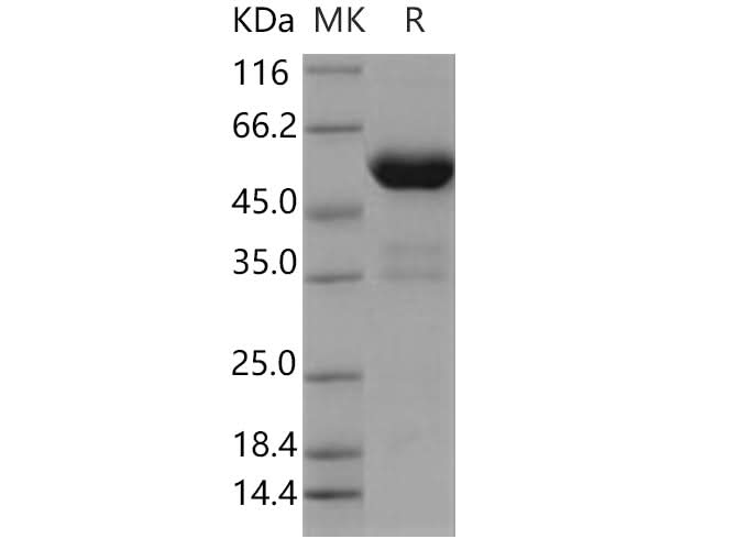> 90 % as determined by reducing SDS-PAGE.