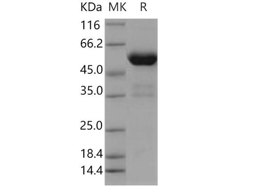 > 90 % as determined by reducing SDS-PAGE.