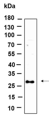 Anti-Human/Mouse/Rat SYPL1 Antibody [B969]