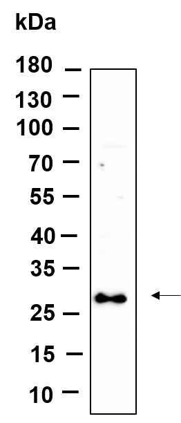 Anti-Human/Mouse/Rat SYPL1 Antibody [B969]