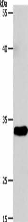 Western blot analysis of 293T cells using VGLL1 Polyclonal Antibody at dilution of 1:4600