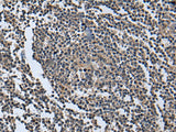 Immunohistochemistry of paraffin-embedded Human tonsil tissue using WNT9B Polyclonal Antibody at dilution of 1:85(×200)